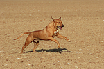 hundefotos rhodesian_ridgeback