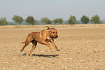 hundefotos rhodesian_ridgeback