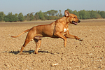 hundefotos rhodesian_ridgeback