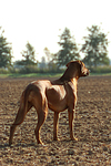 hundefotos rhodesian_ridgeback