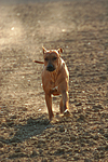 hundefotos rhodesian_ridgeback