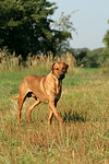 hundefotos rhodesian_ridgeback