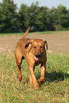 hundefotos rhodesian_ridgeback