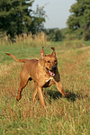 hundefotos rhodesian_ridgeback