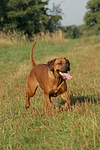 hundefotos rhodesian_ridgeback