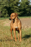 hundefotos rhodesian_ridgeback