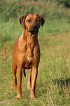 hundefotos rhodesian_ridgeback