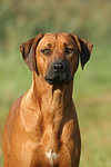 hundefotos rhodesian_ridgeback