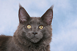 katzenfotos maine_coon