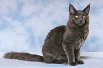katzenfotos maine_coon