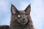 katzenfotos maine_coon