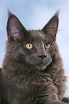 katzenfotos maine_coon