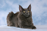 katzenfotos maine_coon