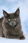 katzenfotos maine_coon