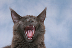 katzenfotos maine_coon
