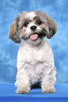 hundefotos shih_tzu
