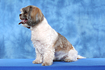 hundefotos shih_tzu