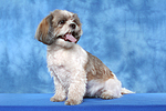 hundefotos shih_tzu