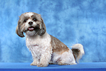 hundefotos shih_tzu