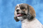 hundefotos shih_tzu