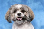 hundefotos shih_tzu