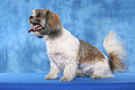 hundefotos shih_tzu