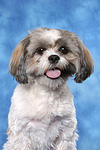 hundefotos shih_tzu