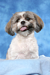 hundefotos shih_tzu