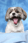 hundefotos shih_tzu
