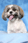 hundefotos shih_tzu