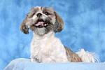 hundefotos shih_tzu