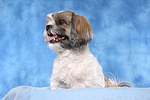 hundefotos shih_tzu