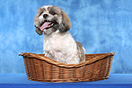 hundefotos shih_tzu