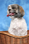 hundefotos shih_tzu