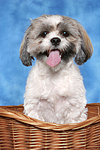 hundefotos shih_tzu
