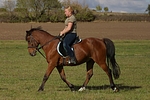 pferdefotos deutsches_reitpony