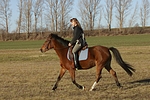 pferdefotos deutsches_reitpony