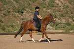pferdefotos deutsches_reitpony