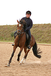 pferdefotos deutsches_reitpony
