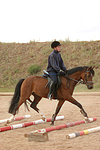 pferdefotos deutsches_reitpony