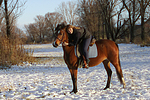 pferdefotos deutsches_reitpony