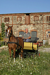 pferdefotos deutsches_reitpony