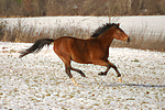 pferdefotos deutsches_reitpony