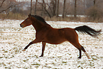 pferdefotos deutsches_reitpony