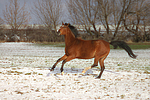 pferdefotos deutsches_reitpony