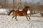 pferdefotos deutsches_reitpony