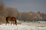 pferdefotos deutsches_reitpony