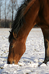 pferdefotos deutsches_reitpony