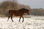 pferdefotos deutsches_reitpony