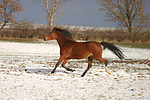 pferdefotos deutsches_reitpony